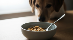 Comment alimenter un chien malade : 5 protocoles urgents