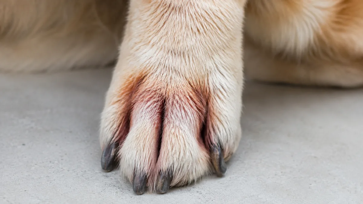 Chien patte rouge décoloration allergie alimentaire léchage