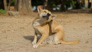 Chien qui se gratte : causes, diagnostic et solutions naturelles validées