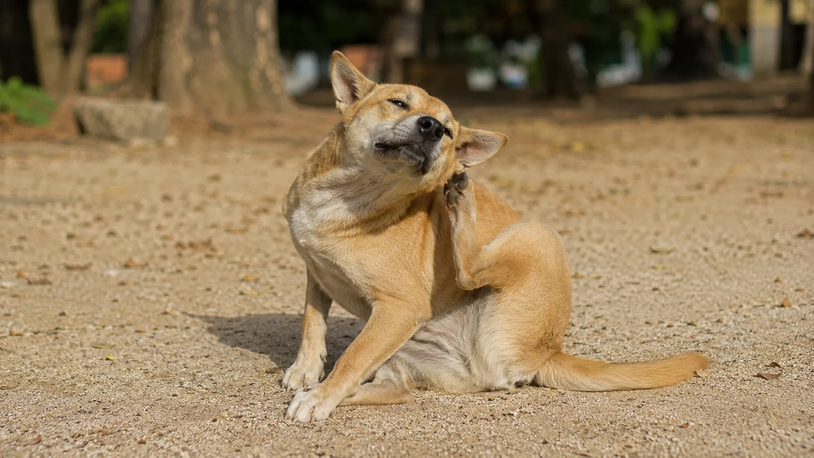 Chien qui se gratte : causes, diagnostic et solutions naturelles validées
