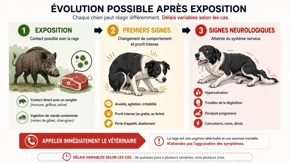 Chronologie des symptômes de la maladie d'Aujeszky chez le chien