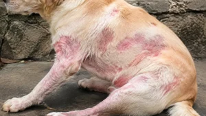 Dermatite chien photo : reconnaître chaque type sur la peau