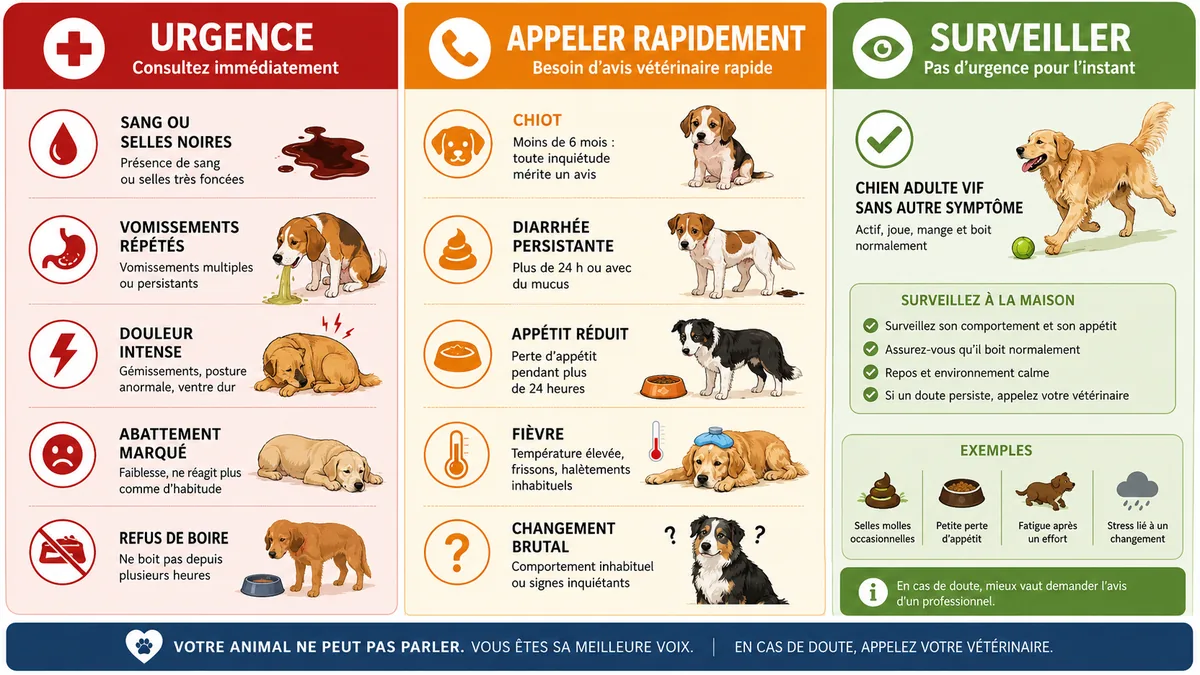 Infographie des signes d'alerte de diarrhée chez le chien