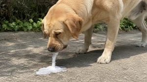 Mon chien vomit de la mousse blanche : causes et que faire