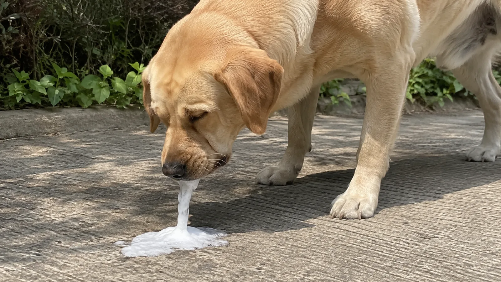 Mon chien vomit de la mousse blanche : causes et que faire