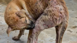 Pyodermite chien photos : reconnaître les lésions