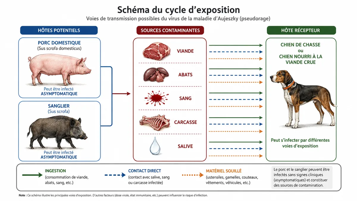 Voies de transmission de la maladie d'Aujeszky au chien