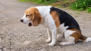 Toux du chenil chien : symptômes, contagion et que faire
