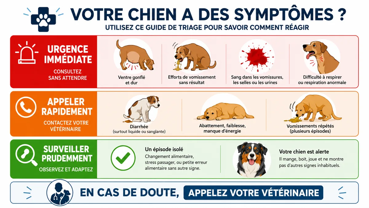 Triage des vomissements mousseux chez le chien