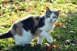 Chat qui boite : boîte de transport et urgence vétérinaire