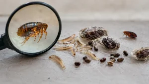 Combien de temps vit une puce sans hôte ? Durée par stade
