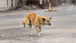 Mon chien boite mais ne se plaint pas : que faire ?