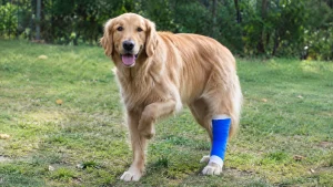 Mon chien boite mais pose la patte : que faire ?