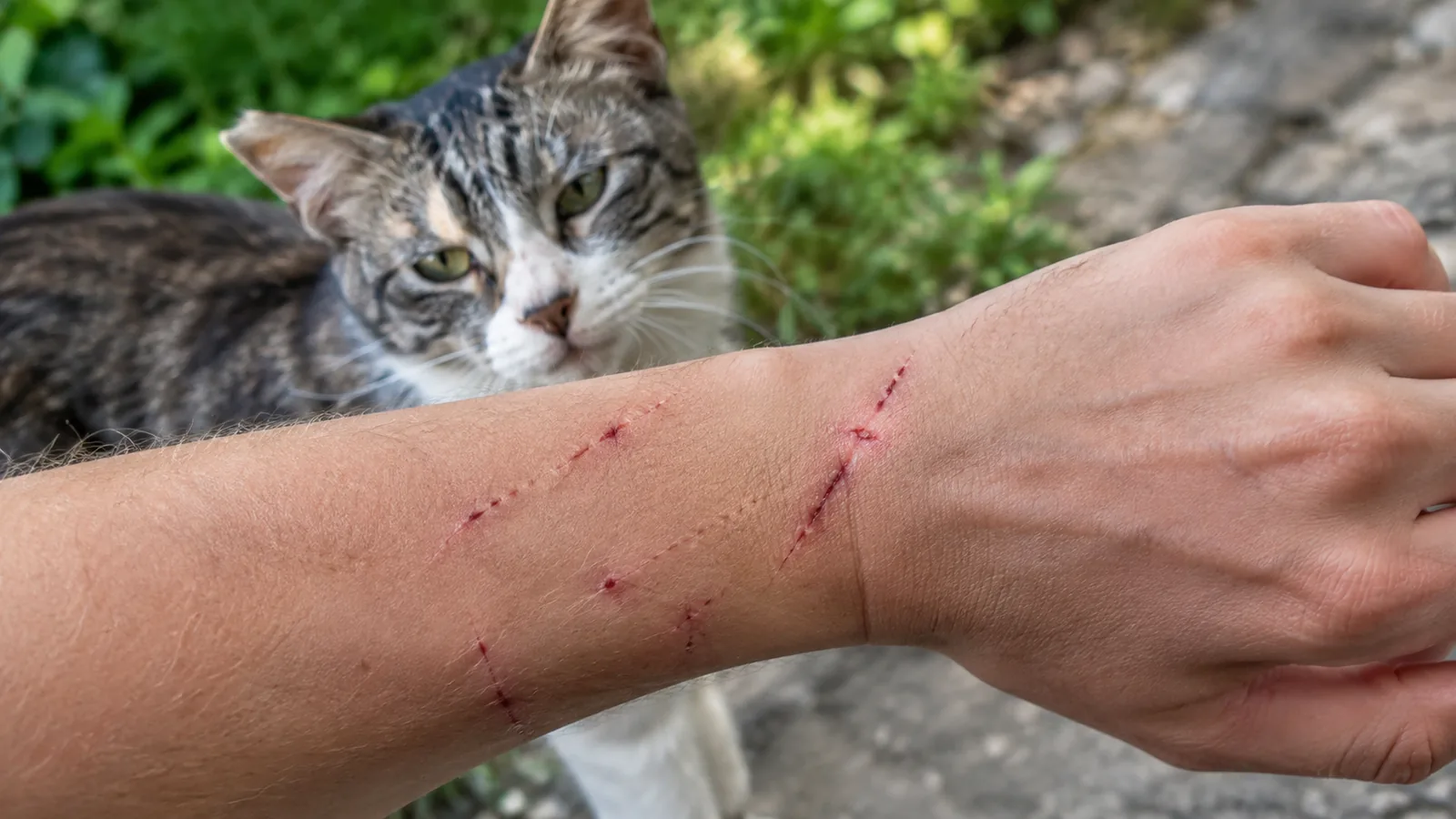 Photo maladie griffe du chat : symptômes et traitement