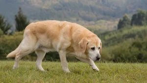 Un chien âgé montre des signes de raideur en marchant dans l'herbe