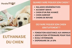 Comment euthanasier un chien naturellement : options vétérinaires