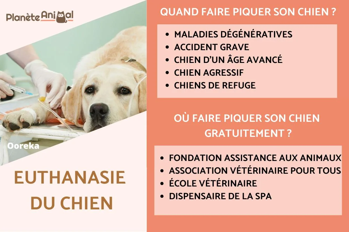 Comment euthanasier un chien naturellement : options vétérinaires