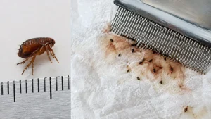 Puce mesurée à la règle et peigne anti-puces révélant des déjections rougeâtres sur du papier